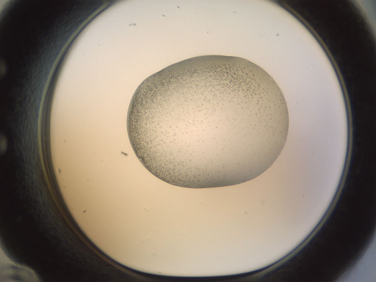 folderID156_plateID1156_batchID3128_wellNum60_profileID1_d1_r63701_ef.jpg