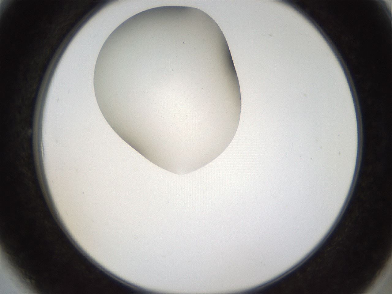 folderID159_plateID1159_batchID3197_wellNum6_profileID1_d2_r61866_ef.jpg
