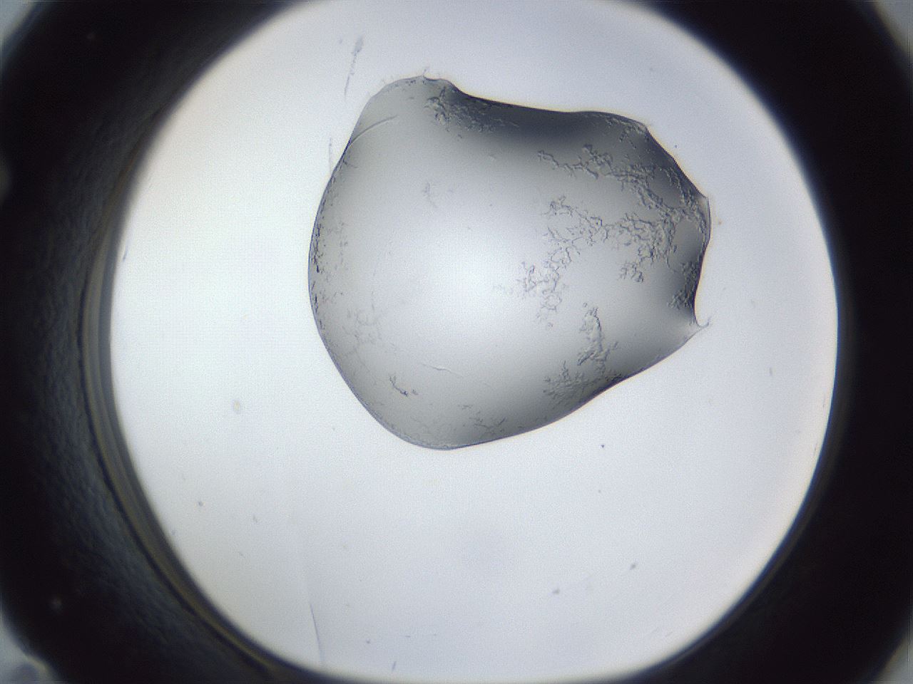 folderID162_plateID1162_batchID3203_wellNum71_profileID1_d1_r62187_ef.jpg
