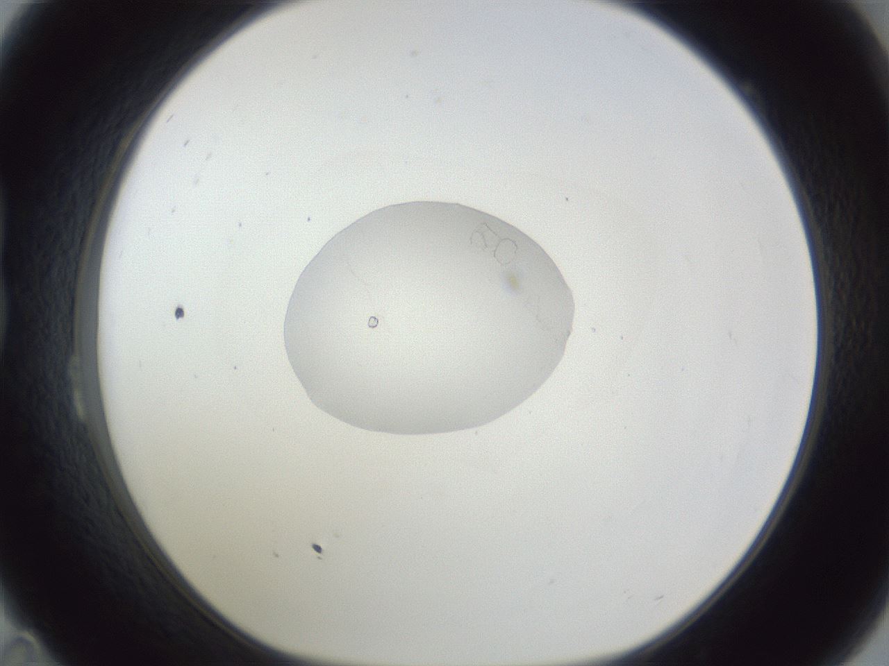 folderID162_plateID1162_batchID3203_wellNum23_profileID1_d1_r62091_ef.jpg