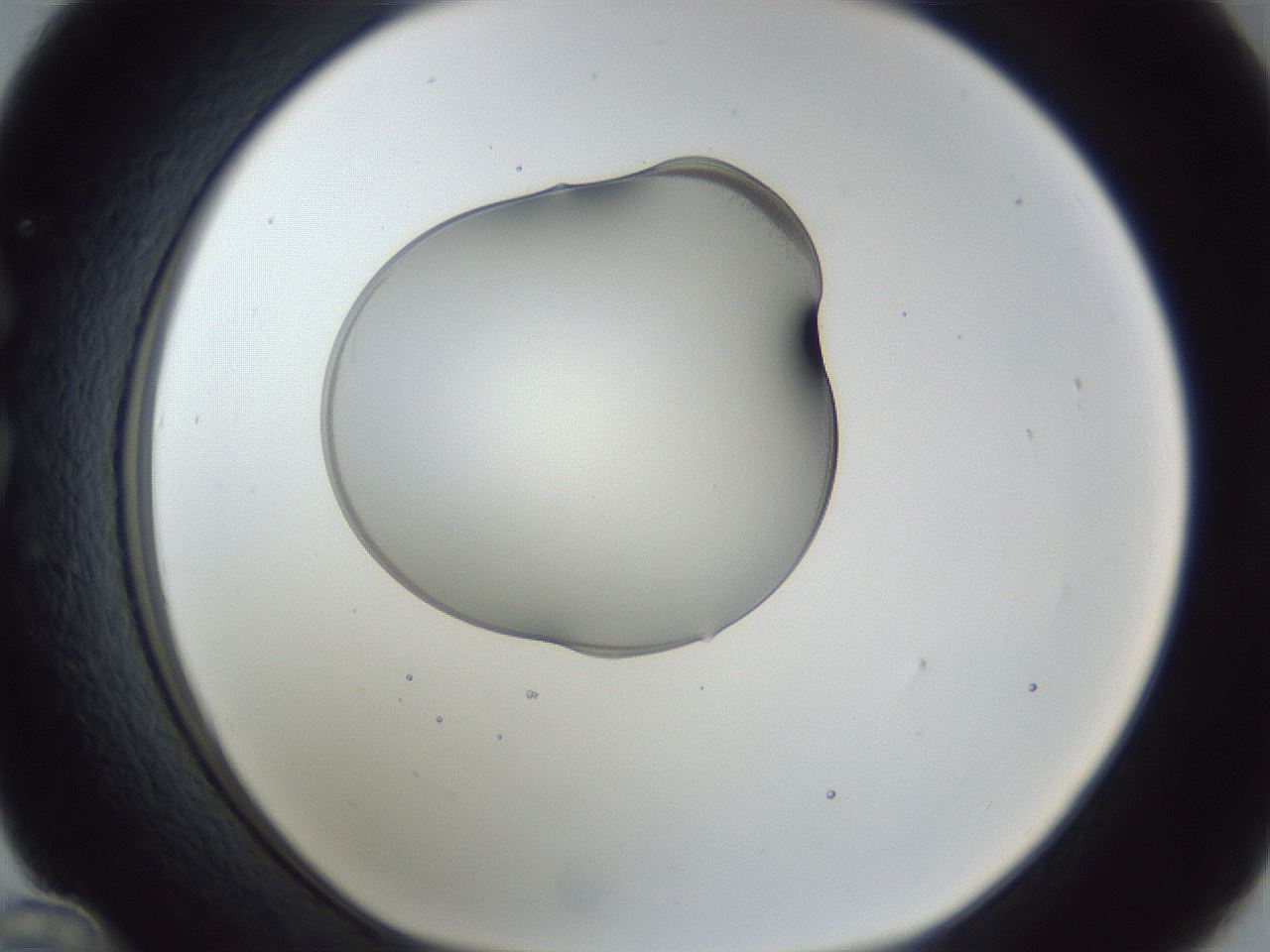 folderID163_plateID1163_batchID3206_wellNum36_profileID1_d1_r62693_ef.jpg