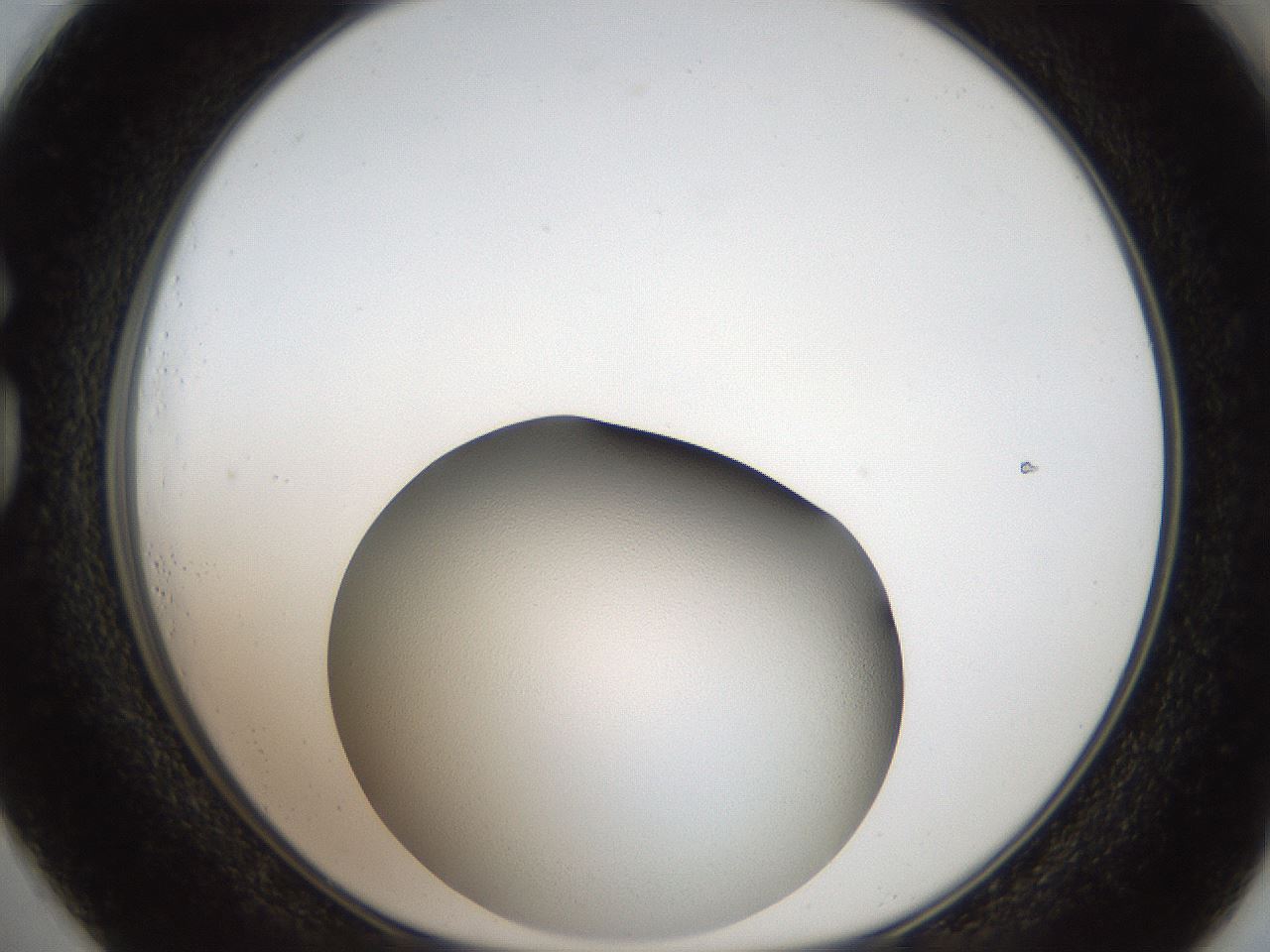 folderID164_plateID2164_batchID9470_wellNum73_profileID1_d1_r145679_ef.jpg