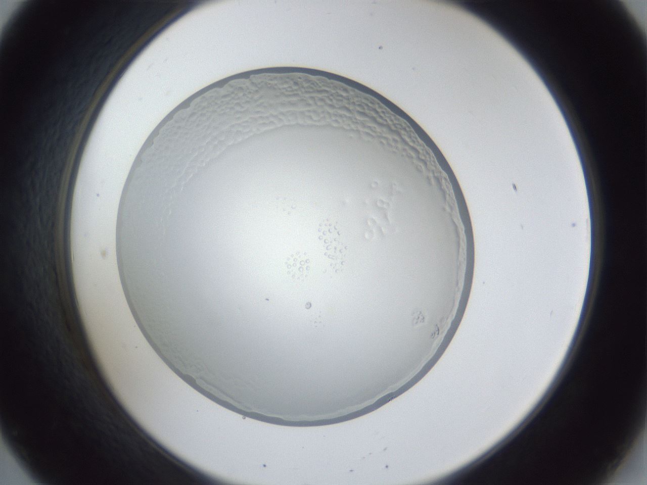 folderID165_plateID1165_batchID3067_wellNum20_profileID1_d2_r61126_ef.jpg