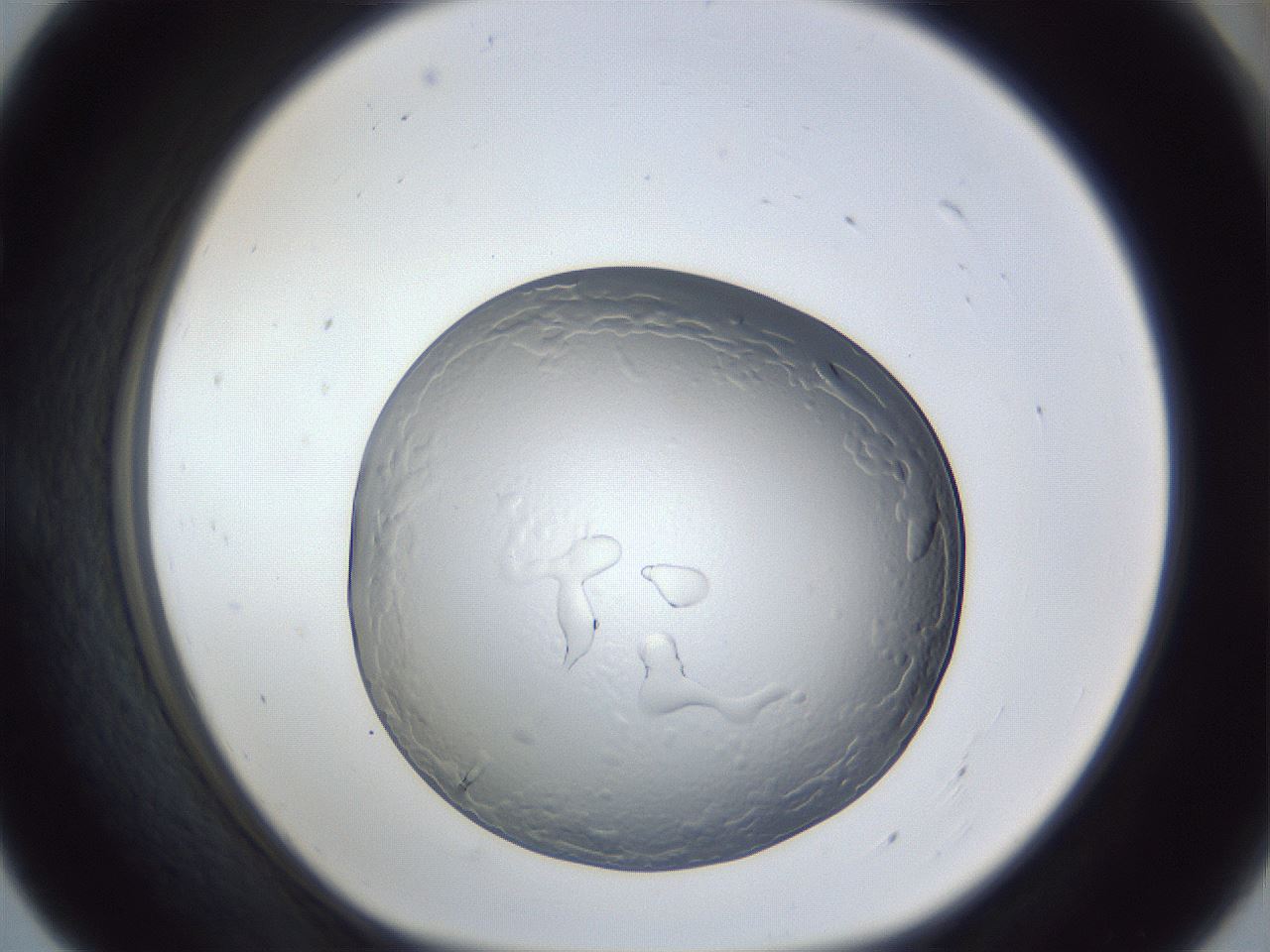 folderID165_plateID1165_batchID3067_wellNum55_profileID1_d1_r61195_ef.jpg