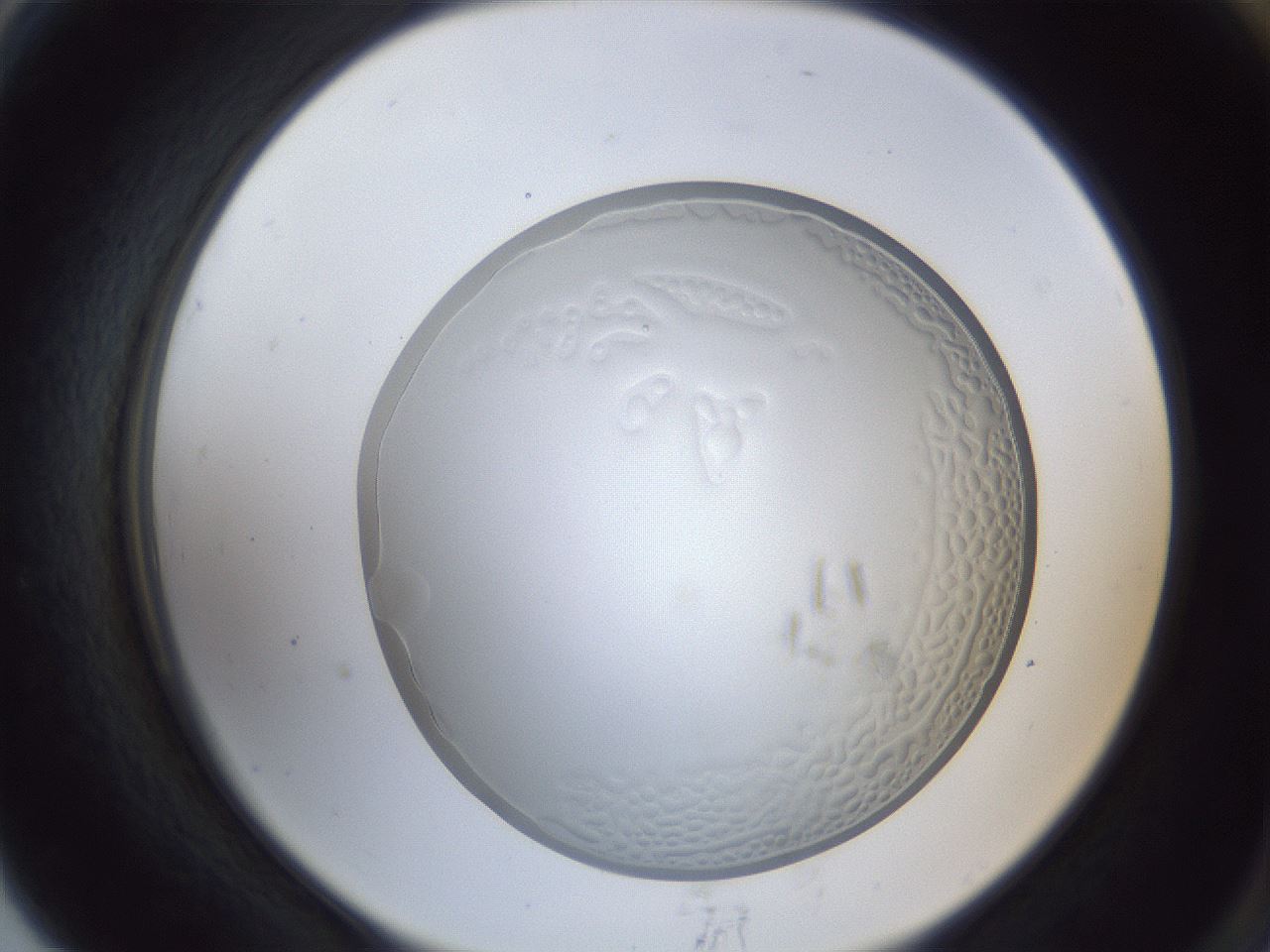 folderID165_plateID1165_batchID3067_wellNum79_profileID1_d2_r61244_ef.jpg