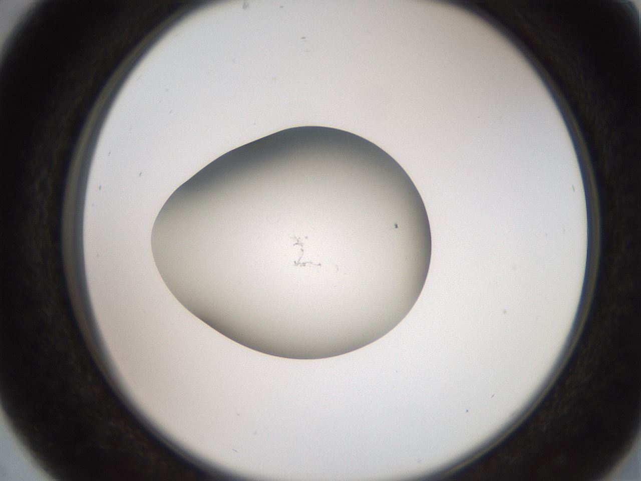 folderID257_plateID2257_batchID10332_wellNum29_profileID1_d2_r156667_ef.jpg