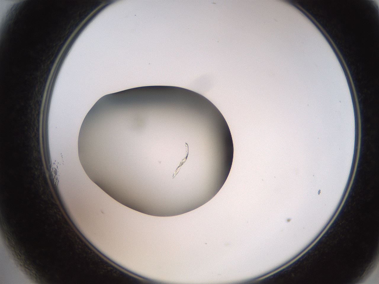 folderID258_plateID2258_batchID10333_wellNum11_profileID1_d2_r156823_ef.jpg