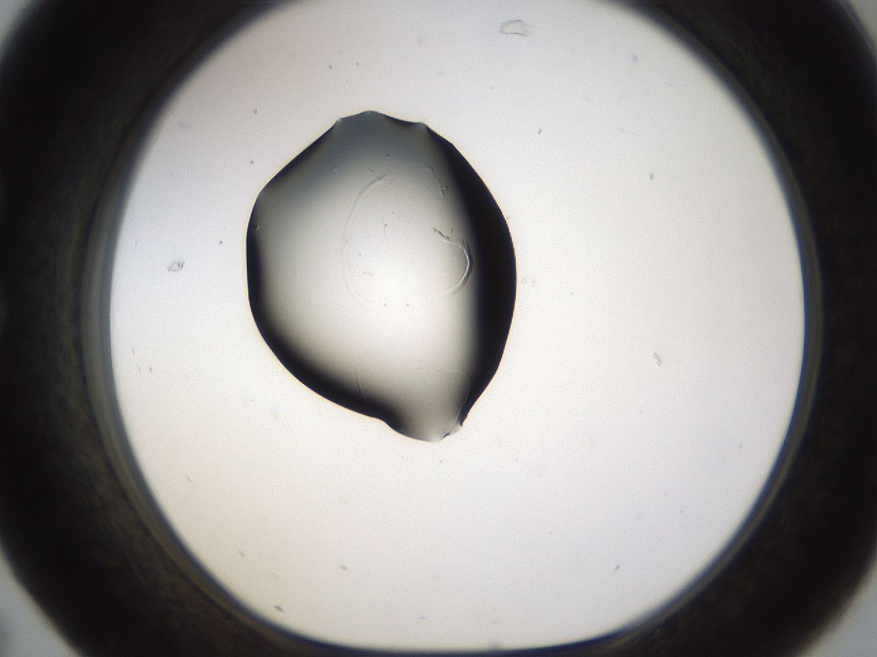 folderID259_plateID1259_batchID4130_wellNum31_profileID1_d1_r72790_ef.jpg
