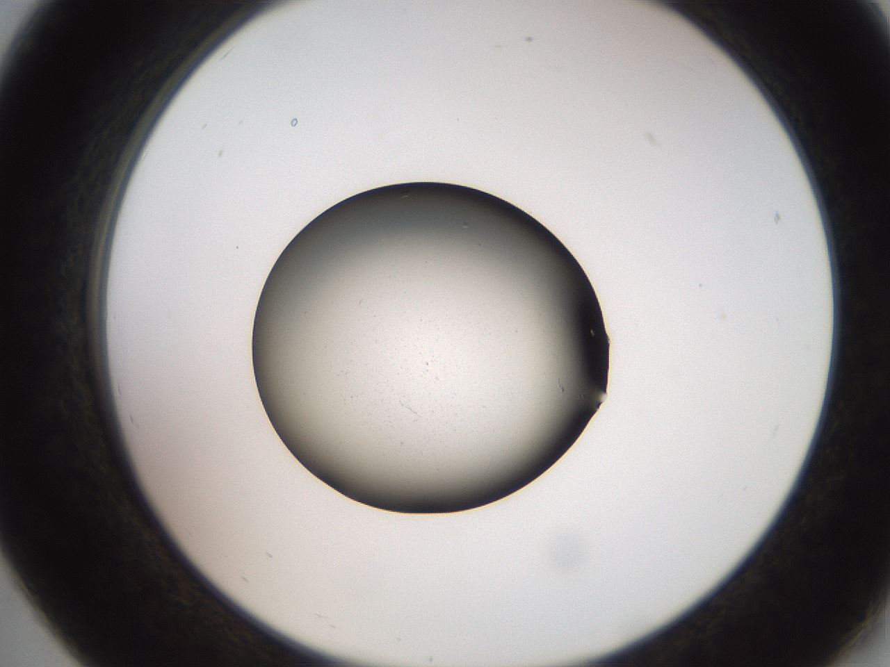 folderID259_plateID2259_batchID10335_wellNum19_profileID1_d2_r157223_ef.jpg
