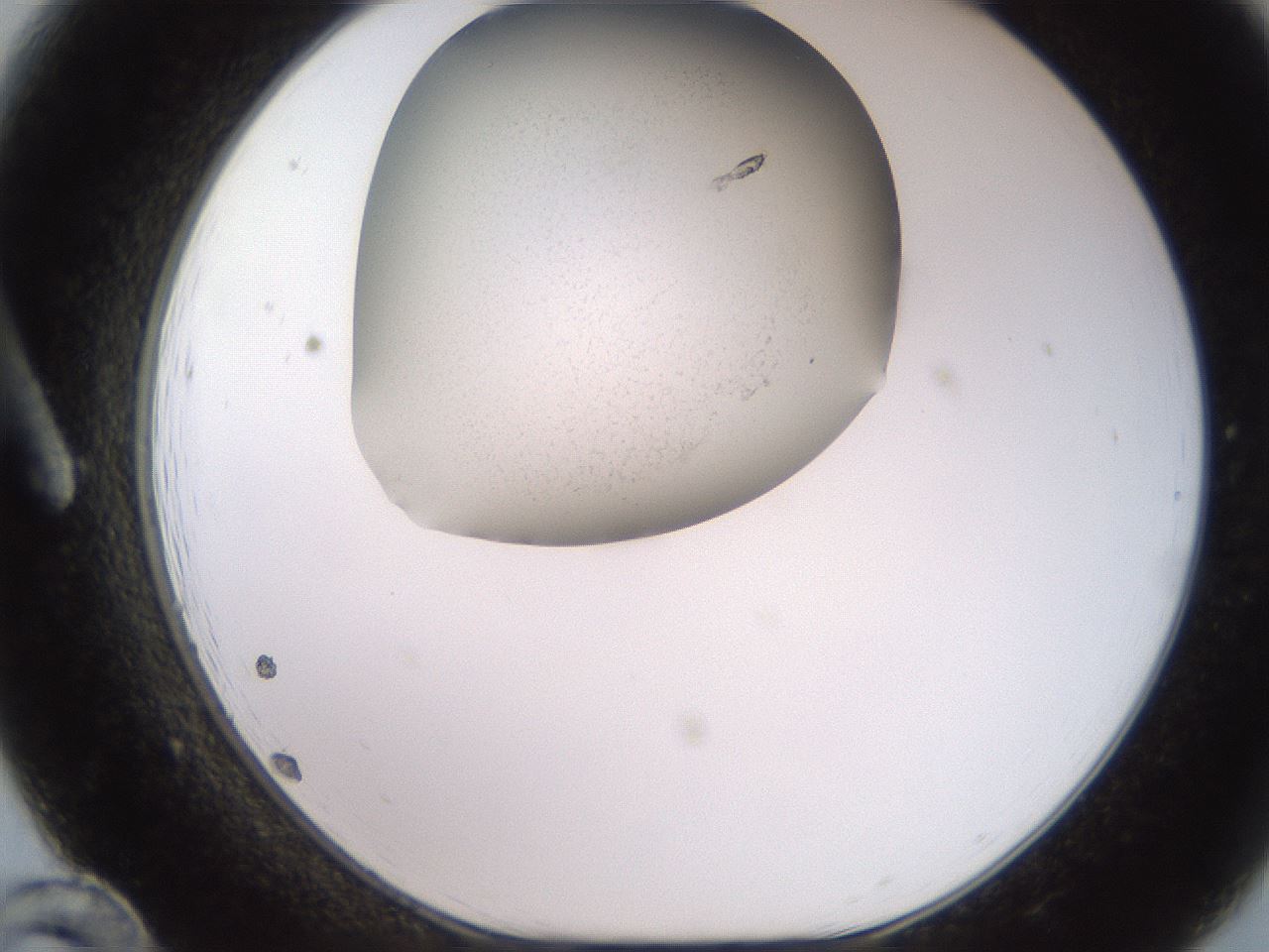 folderID259_plateID2259_batchID10335_wellNum12_profileID1_d1_r157208_ef.jpg