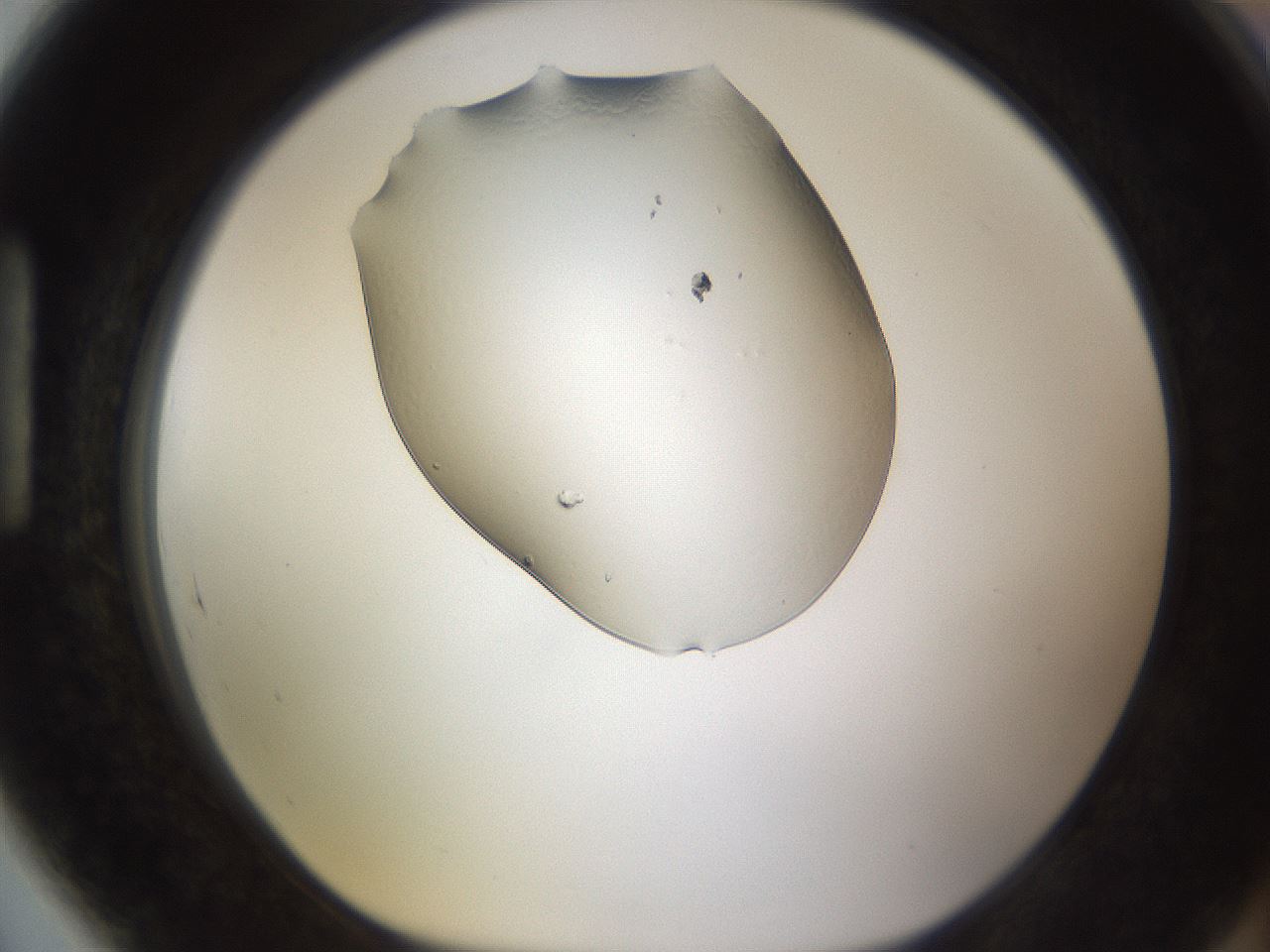 folderID260_plateID1260_batchID4134_wellNum89_profileID1_d1_r72944_ef.jpg
