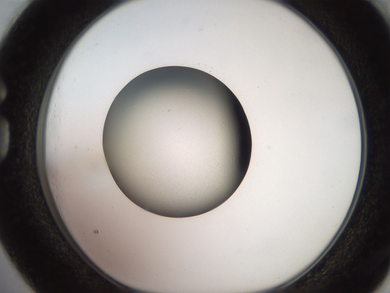 folderID260_plateID2260_batchID10334_wellNum73_profileID1_d1_r157138_ef.jpg