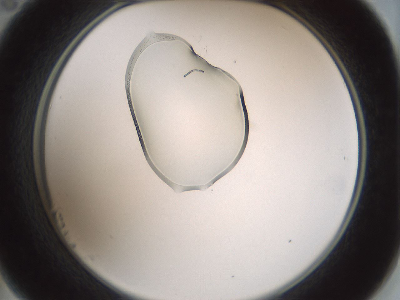 folderID262_plateID1262_batchID4186_wellNum23_profileID1_d2_r73381_ef.jpg