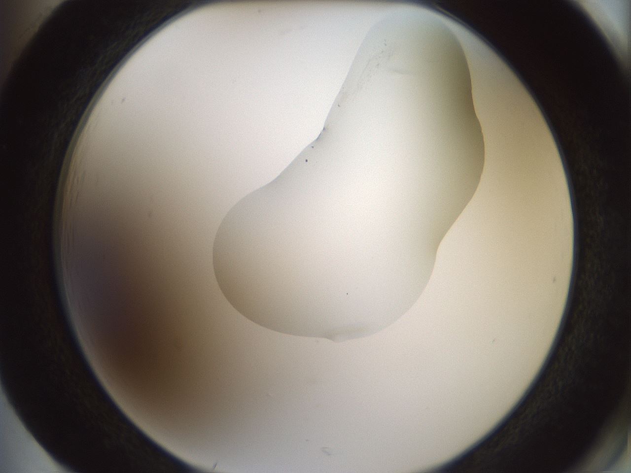 folderID265_plateID1265_batchID4190_wellNum85_profileID1_d2_r75233_ef.jpg