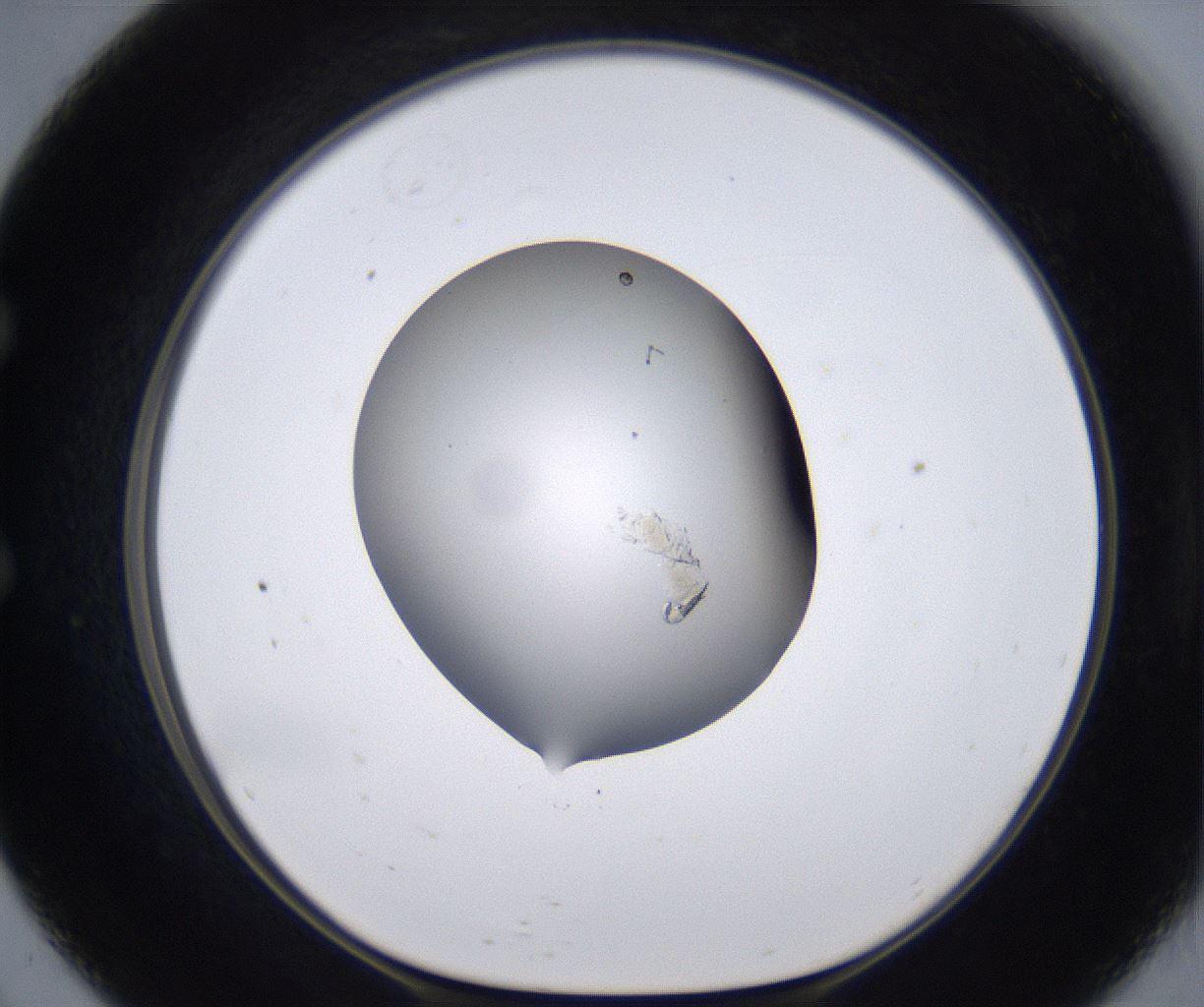 folderID267_plateID2267_batchID10355_wellNum57_profileID1_d1_r157874_ef.jpg