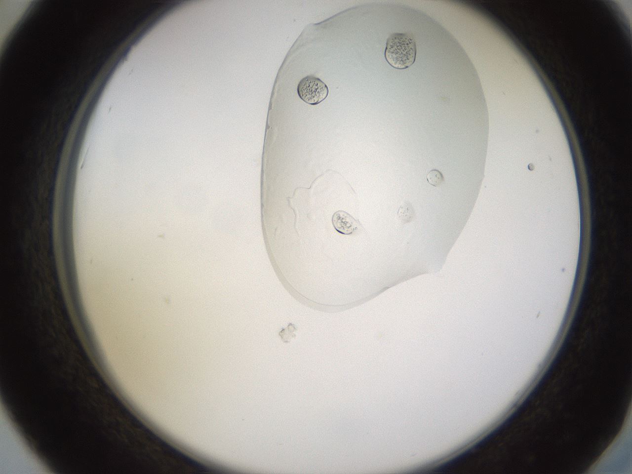 folderID269_plateID1269_batchID4165_wellNum42_profileID1_d2_r73227_ef.jpg