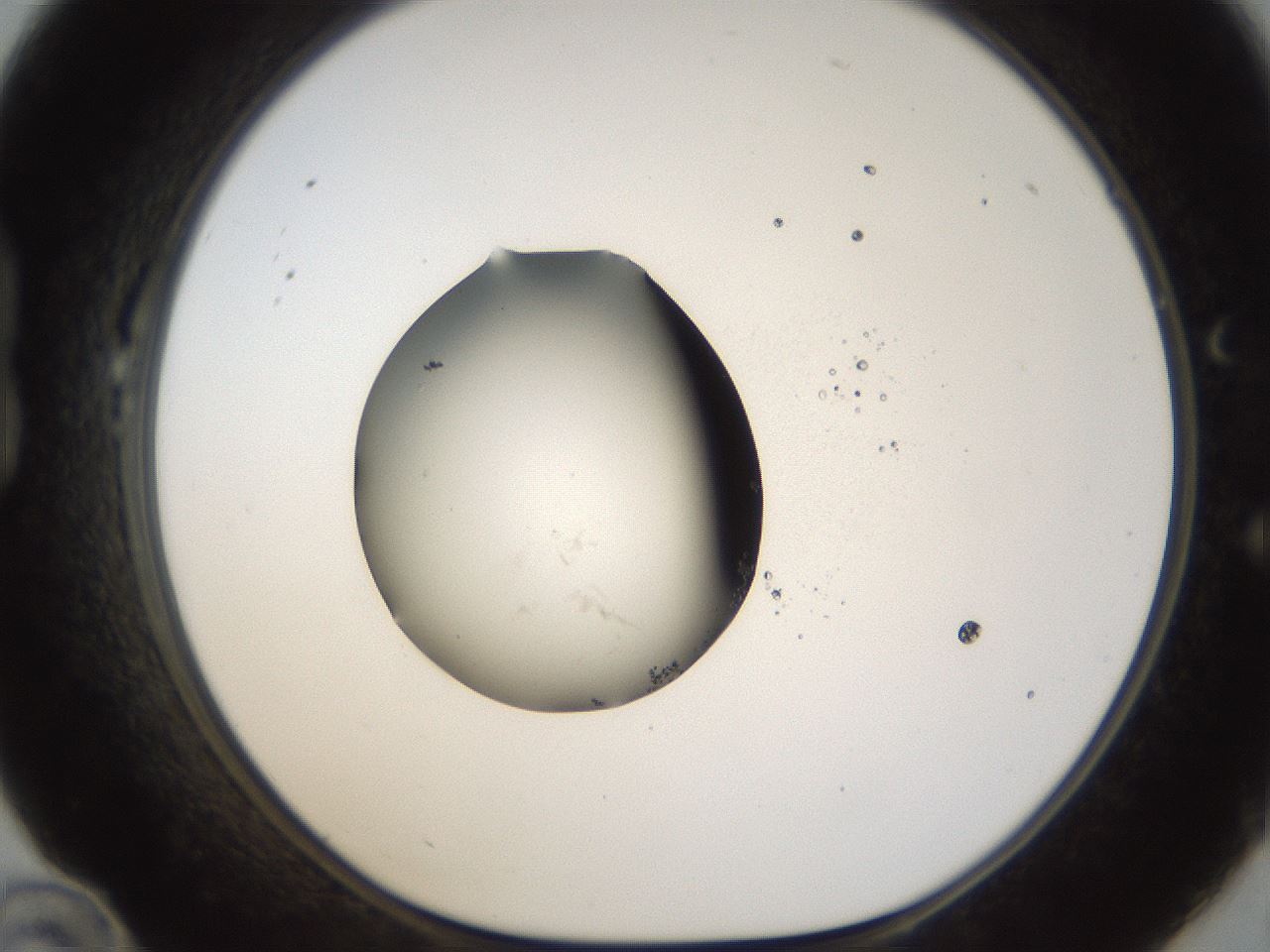 folderID26_plateID1026_batchID1896_wellNum22_profileID1_d1_r43673_ef.jpg