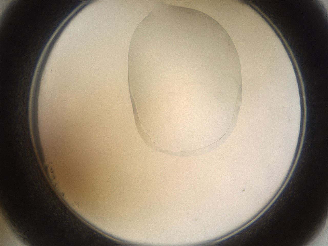 folderID270_plateID1270_batchID4167_wellNum23_profileID1_d2_r73765_ef.jpg