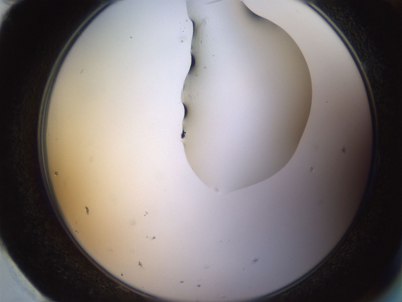 folderID270_plateID1270_batchID4167_wellNum95_profileID1_d2_r73909_ef.jpg
