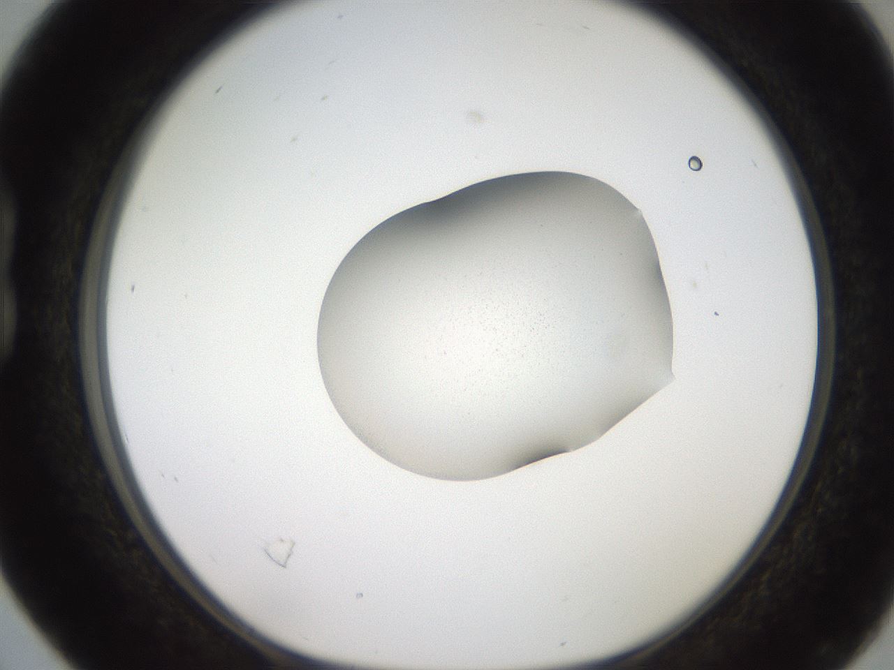 folderID271_plateID2271_batchID10709_wellNum16_profileID1_d1_r158455_ef.jpg