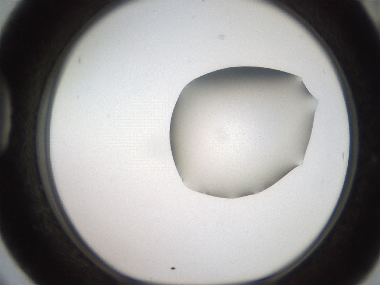 folderID271_plateID2271_batchID10709_wellNum42_profileID1_d1_r158481_ef.jpg
