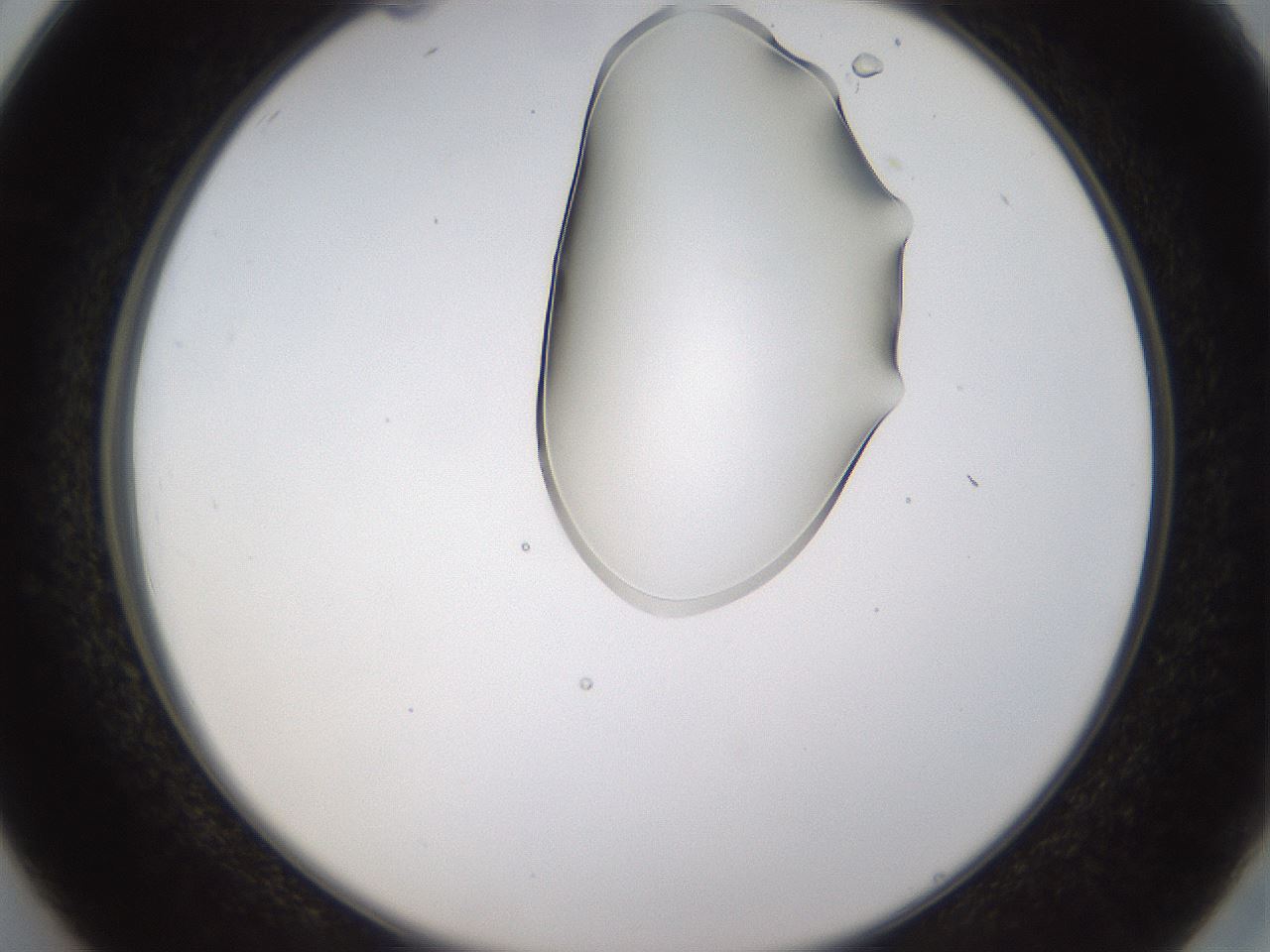 folderID272_plateID1272_batchID4170_wellNum26_profileID1_d2_r74731_ef.jpg