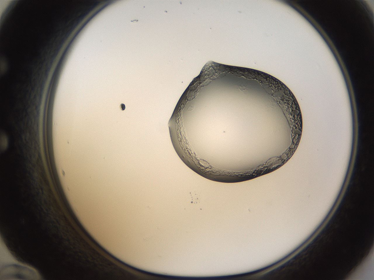 folderID272_plateID1272_batchID4170_wellNum60_profileID1_d1_r74798_ef.jpg