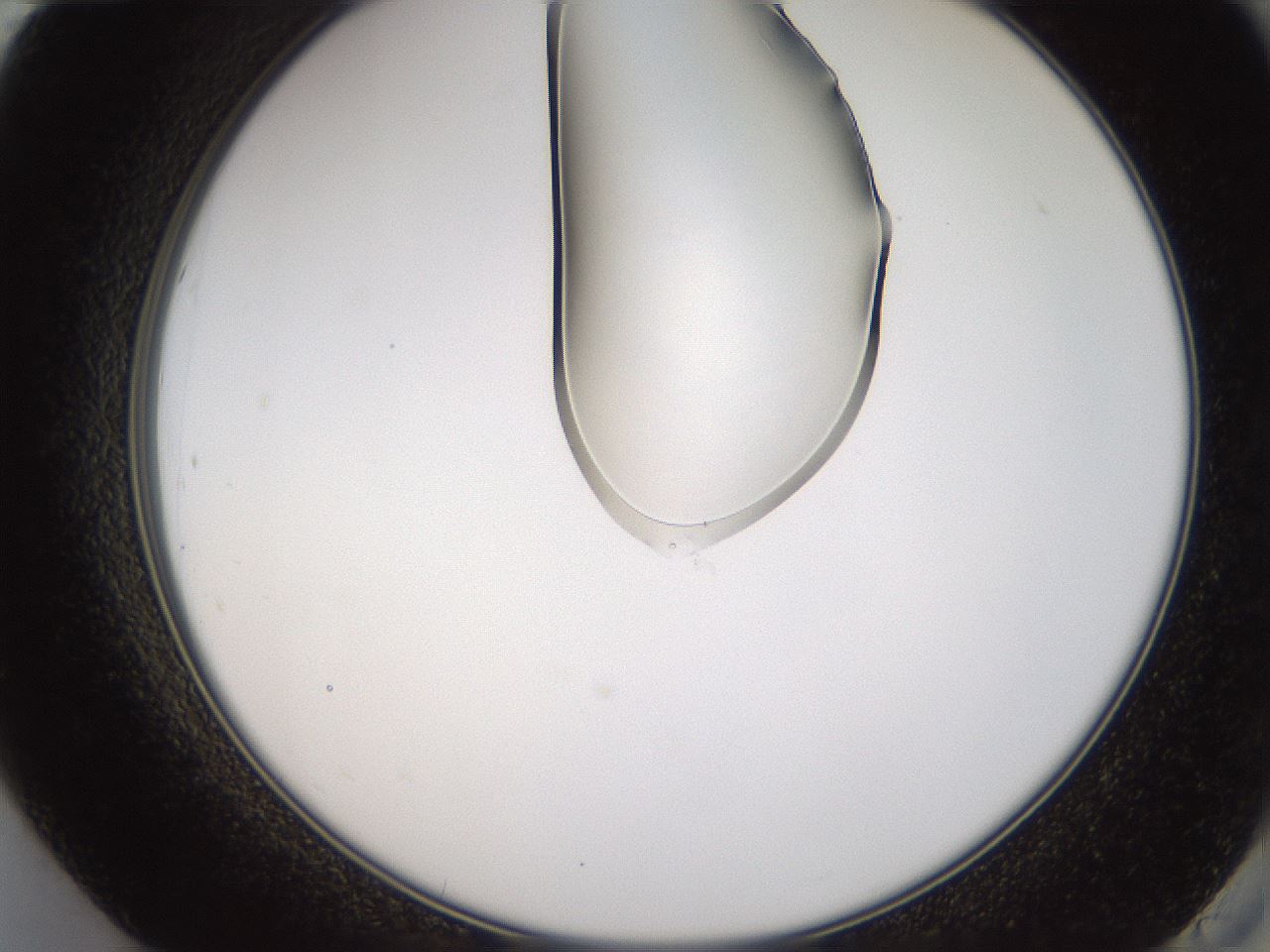 folderID272_plateID1272_batchID4170_wellNum84_profileID1_d2_r74847_ef.jpg