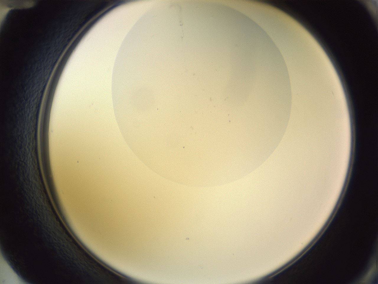 folderID277_plateID1277_batchID4166_wellNum72_profileID1_d2_r73671_ef.jpg