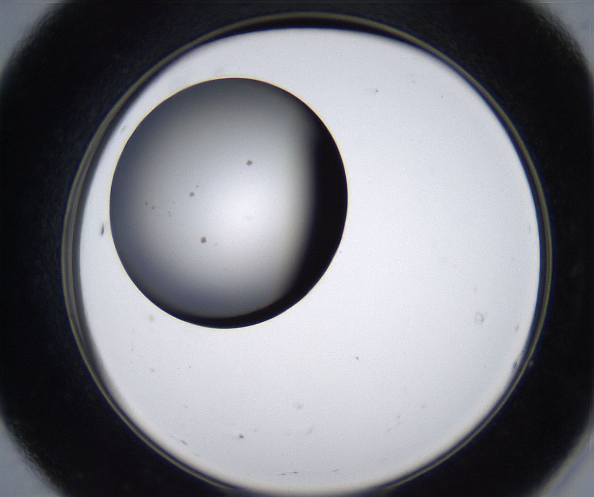folderID277_plateID2277_batchID10784_wellNum7_profileID1_d2_r158651_ef.jpg