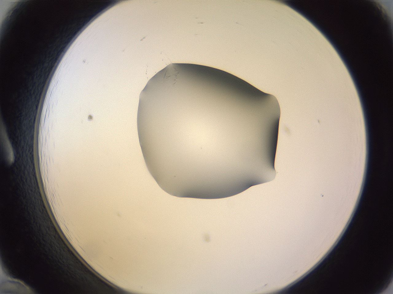 folderID278_plateID1278_batchID4168_wellNum12_profileID1_d1_r74126_ef.jpg