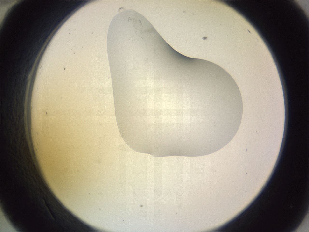 folderID279_plateID1279_batchID4171_wellNum34_profileID1_d2_r74939_ef.jpg