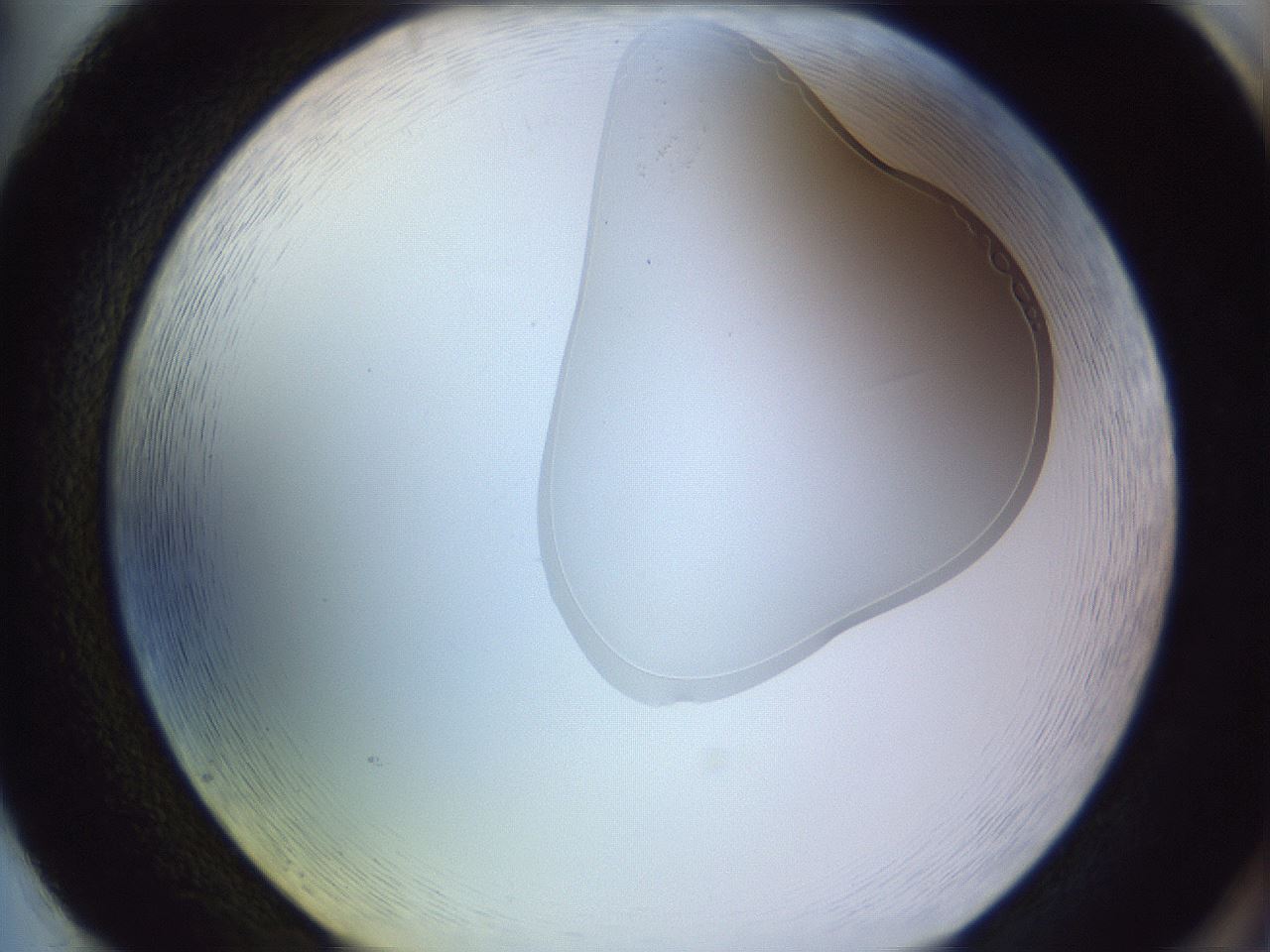 folderID279_plateID1279_batchID4171_wellNum86_profileID1_d2_r75043_ef.jpg