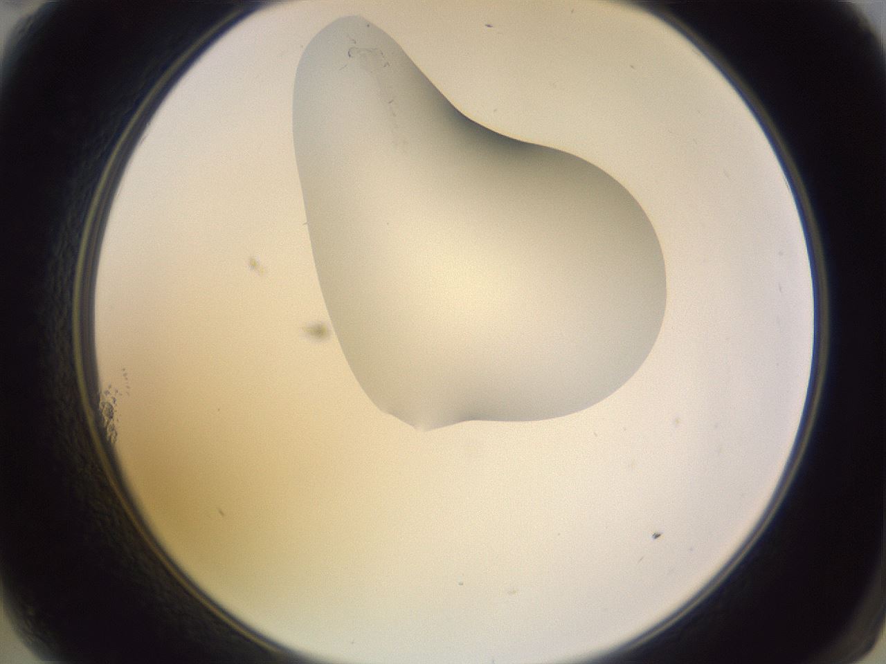 folderID280_plateID1280_batchID4172_wellNum11_profileID1_d2_r75277_ef.jpg