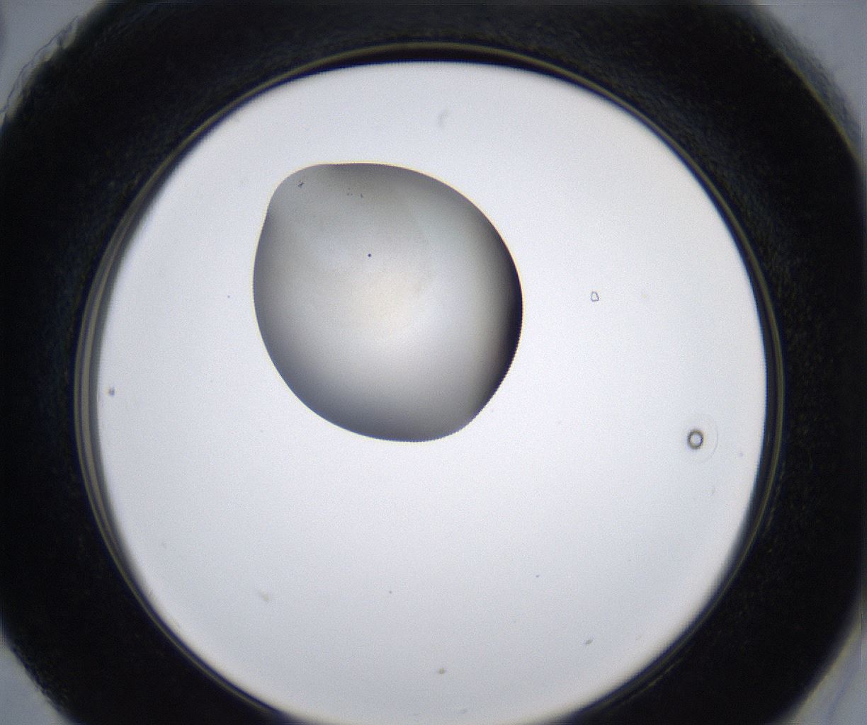 folderID280_plateID2280_batchID10795_wellNum90_profileID1_d2_r159393_ef.jpg