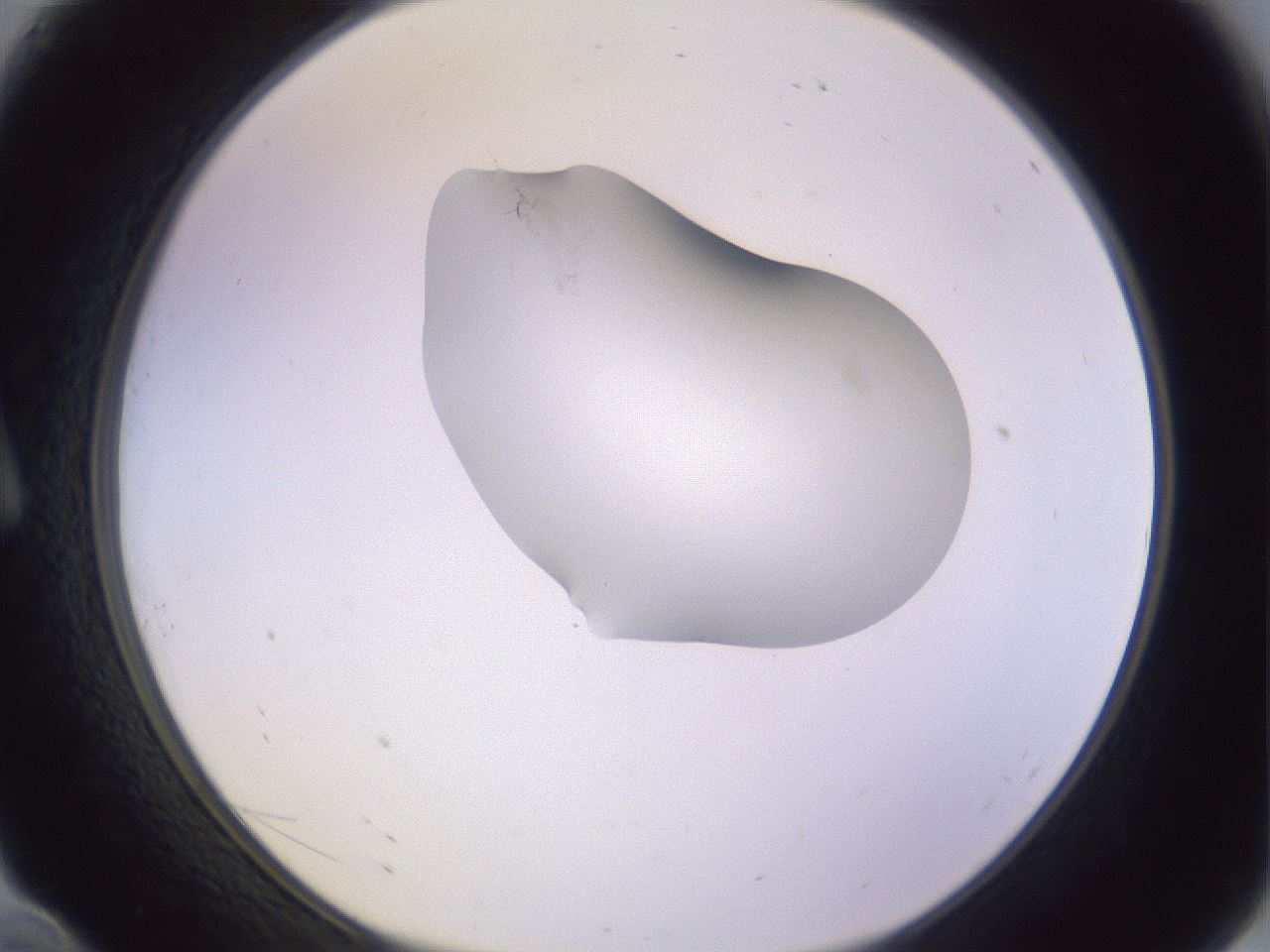 folderID281_plateID1281_batchID4174_wellNum10_profileID1_d1_r75850_ef.jpg