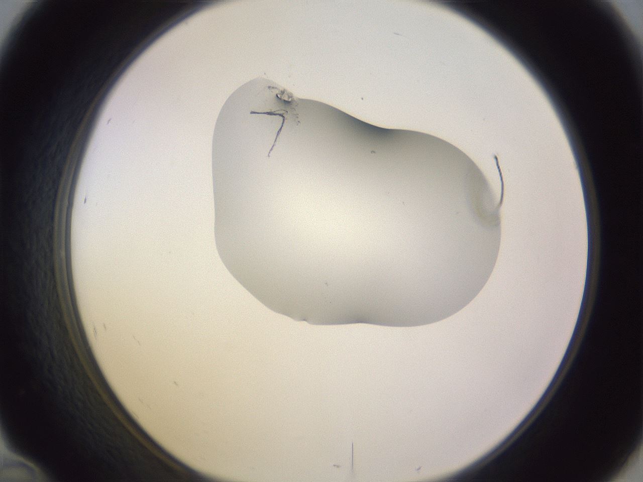 folderID281_plateID1281_batchID4174_wellNum46_profileID1_d1_r75922_ef.jpg