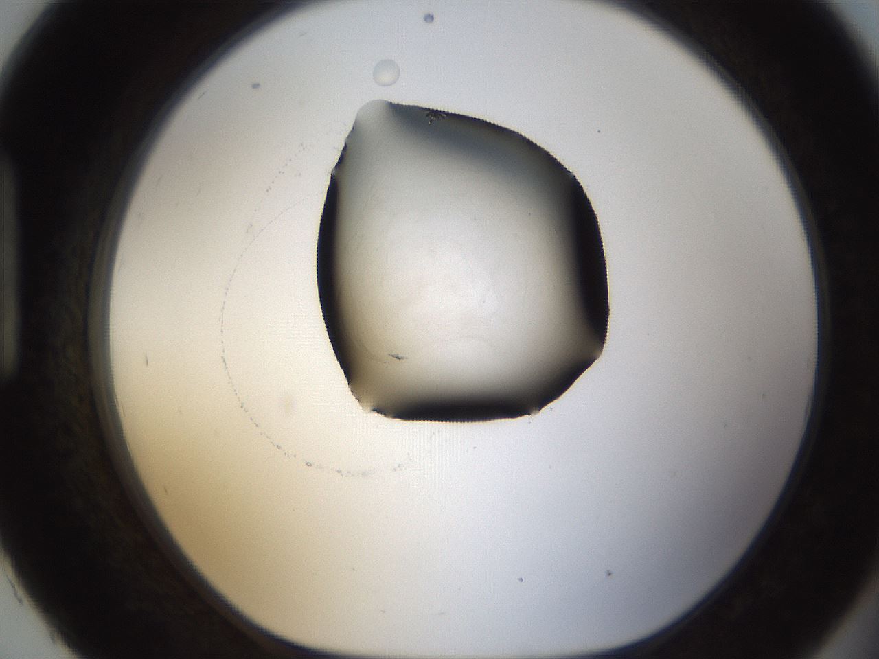 folderID289_plateID1289_batchID4274_wellNum93_profileID1_d1_r77364_ef.jpg