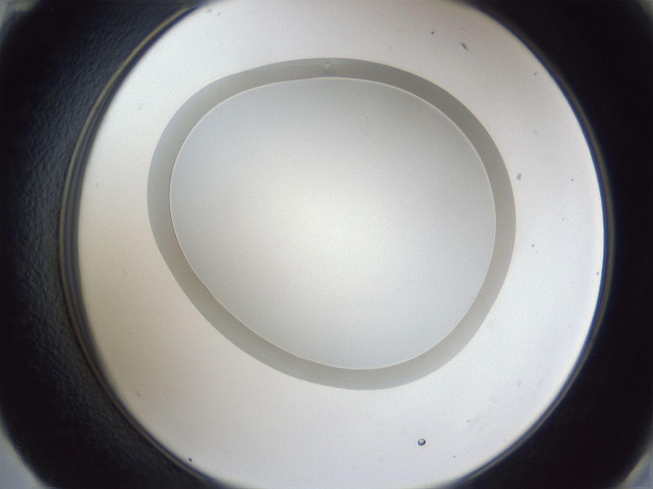 folderID28_plateID1028_batchID1980_wellNum59_profileID1_d2_r44057_ef.jpg