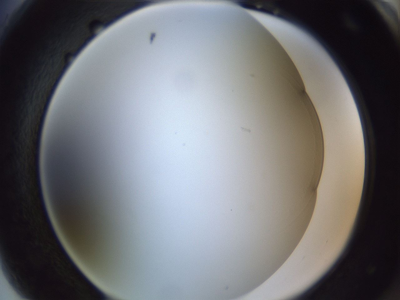 folderID28_plateID1028_batchID1980_wellNum89_profileID1_d2_r44117_ef.jpg