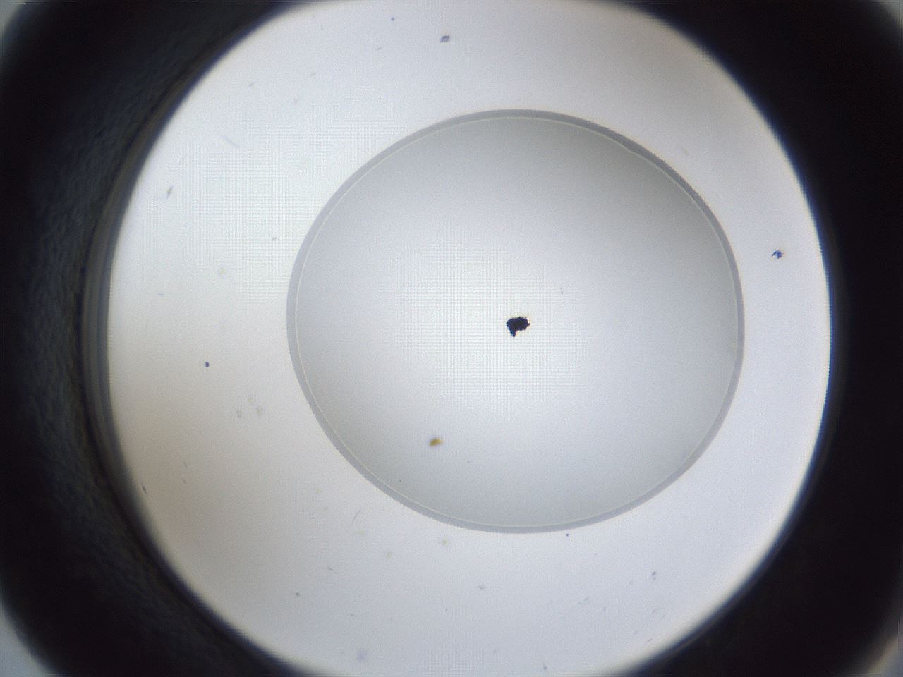 folderID28_plateID1028_batchID1993_wellNum56_profileID1_d2_r44051_ef.jpg