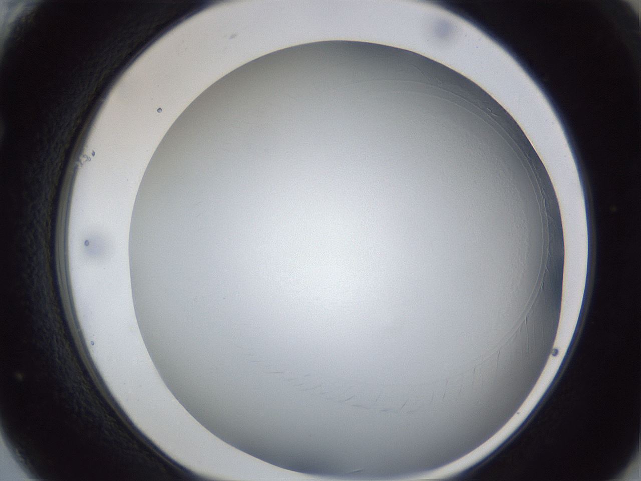 folderID28_plateID1028_batchID1993_wellNum61_profileID1_d1_r44060_ef.jpg