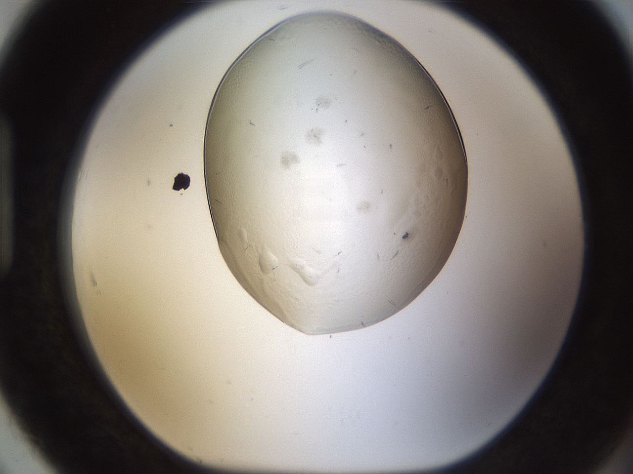 folderID293_plateID1293_batchID4282_wellNum91_profileID1_d1_r77814_ef.jpg