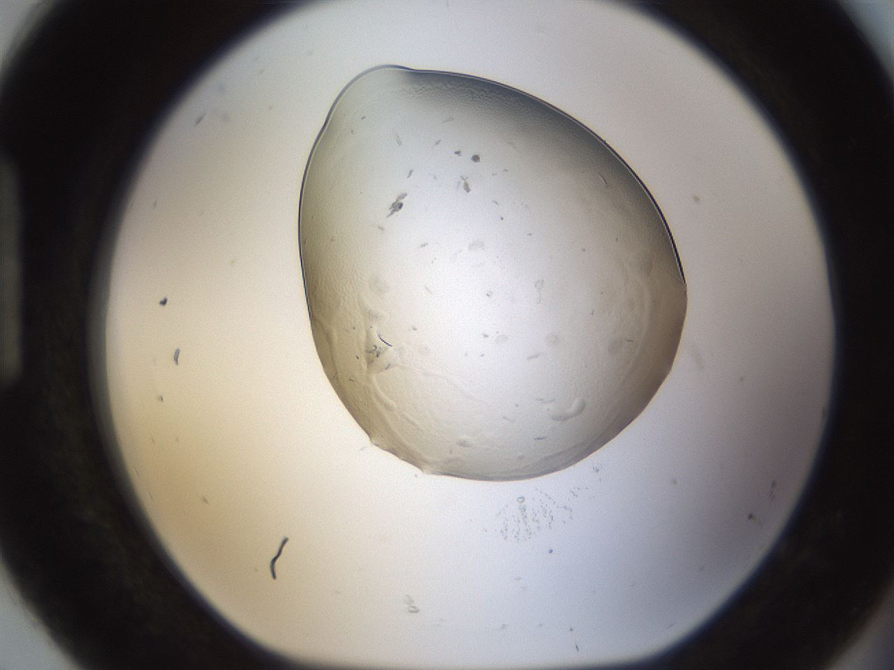 folderID293_plateID1293_batchID4282_wellNum92_profileID1_d1_r77815_ef.jpg
