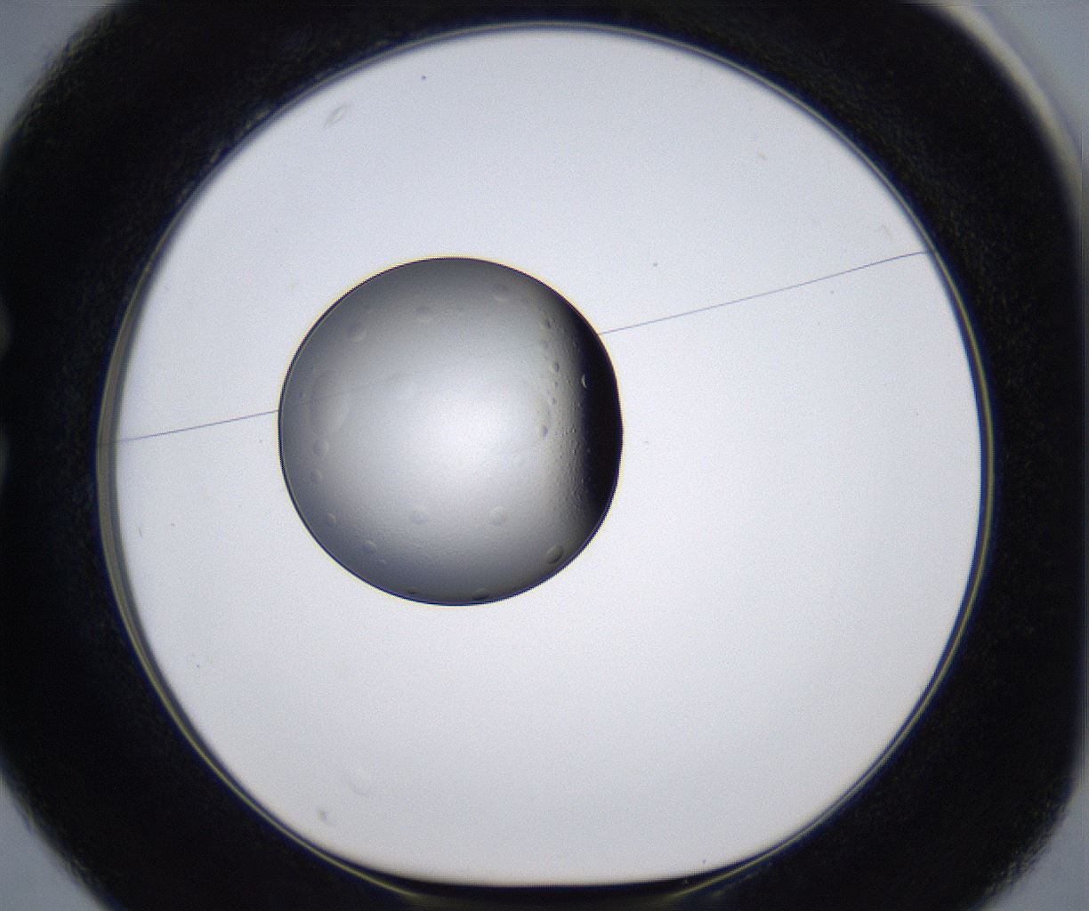 folderID295_plateID2295_batchID10832_wellNum25_profileID1_d1_r160390_ef.jpg