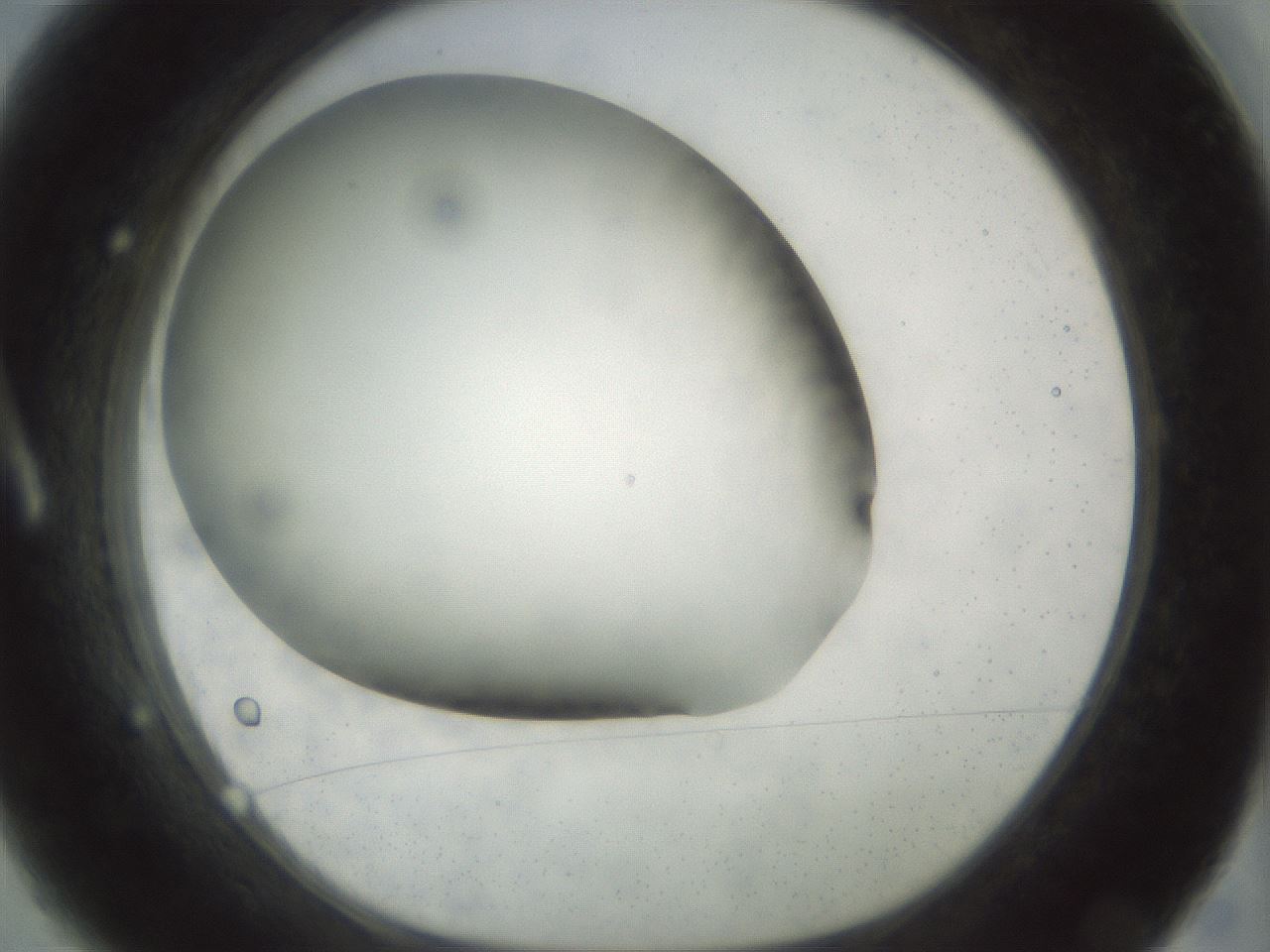 folderID297_plateID1297_batchID4295_wellNum1_profileID1_d1_r78008_ef.jpg