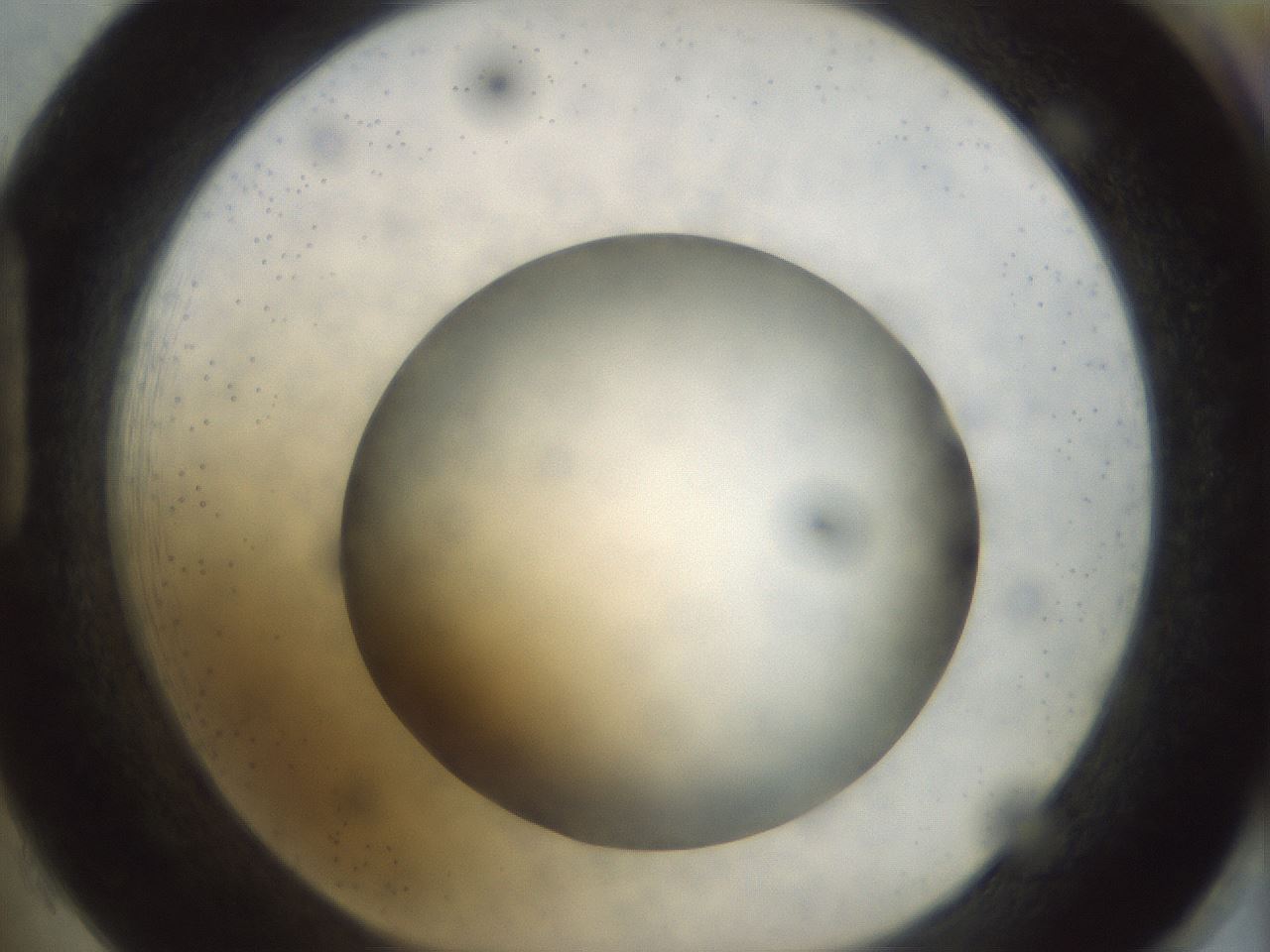 folderID299_plateID1299_batchID4304_wellNum85_profileID1_d1_r78668_ef.jpg
