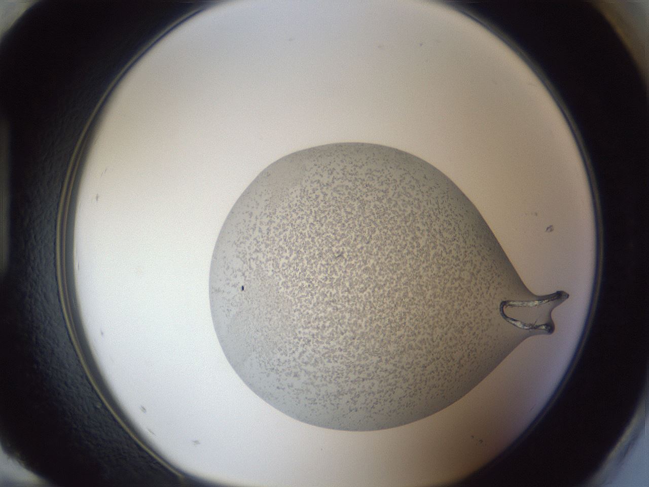 folderID29_plateID1029_batchID1998_wellNum96_profileID1_d1_r44322_ef.jpg