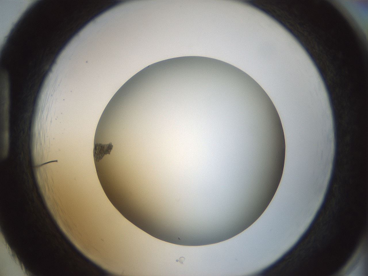 folderID300_plateID1300_batchID4268_wellNum86_profileID1_d1_r78765_ef.jpg