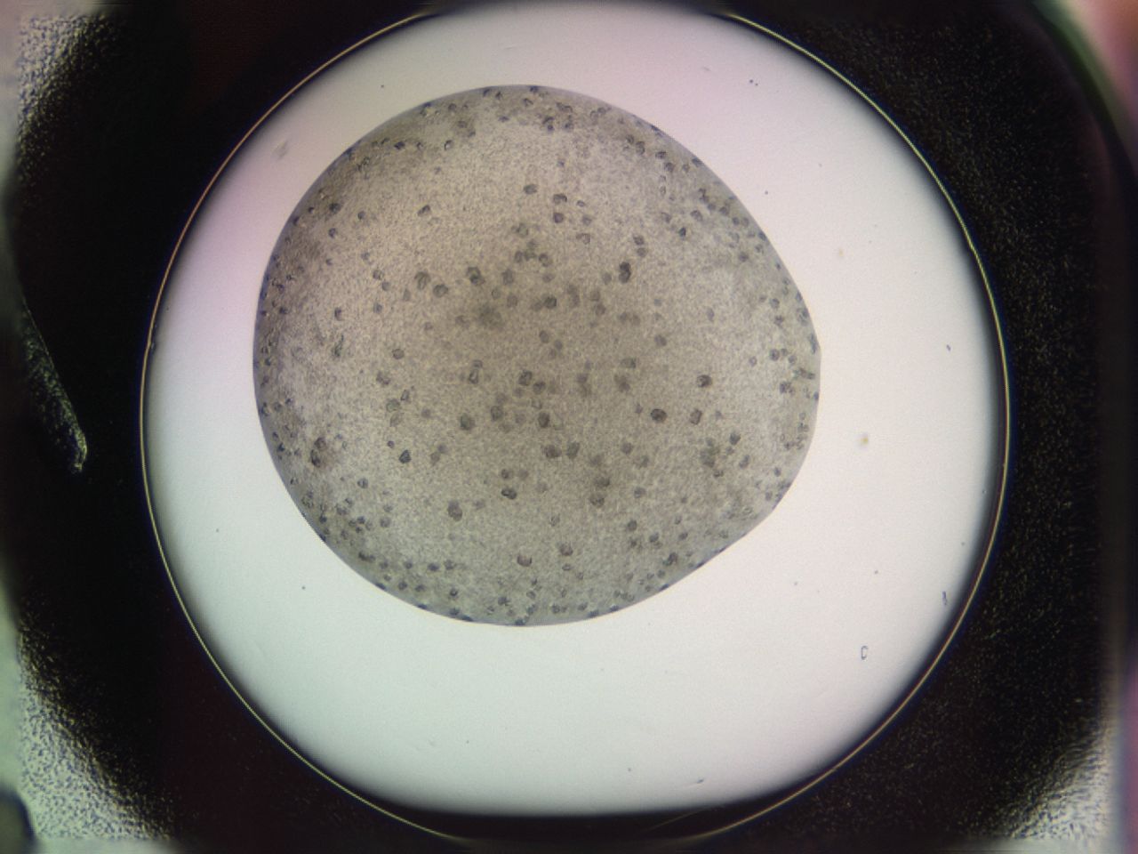 02zg_A3_ImagerDefaults_6.jpg